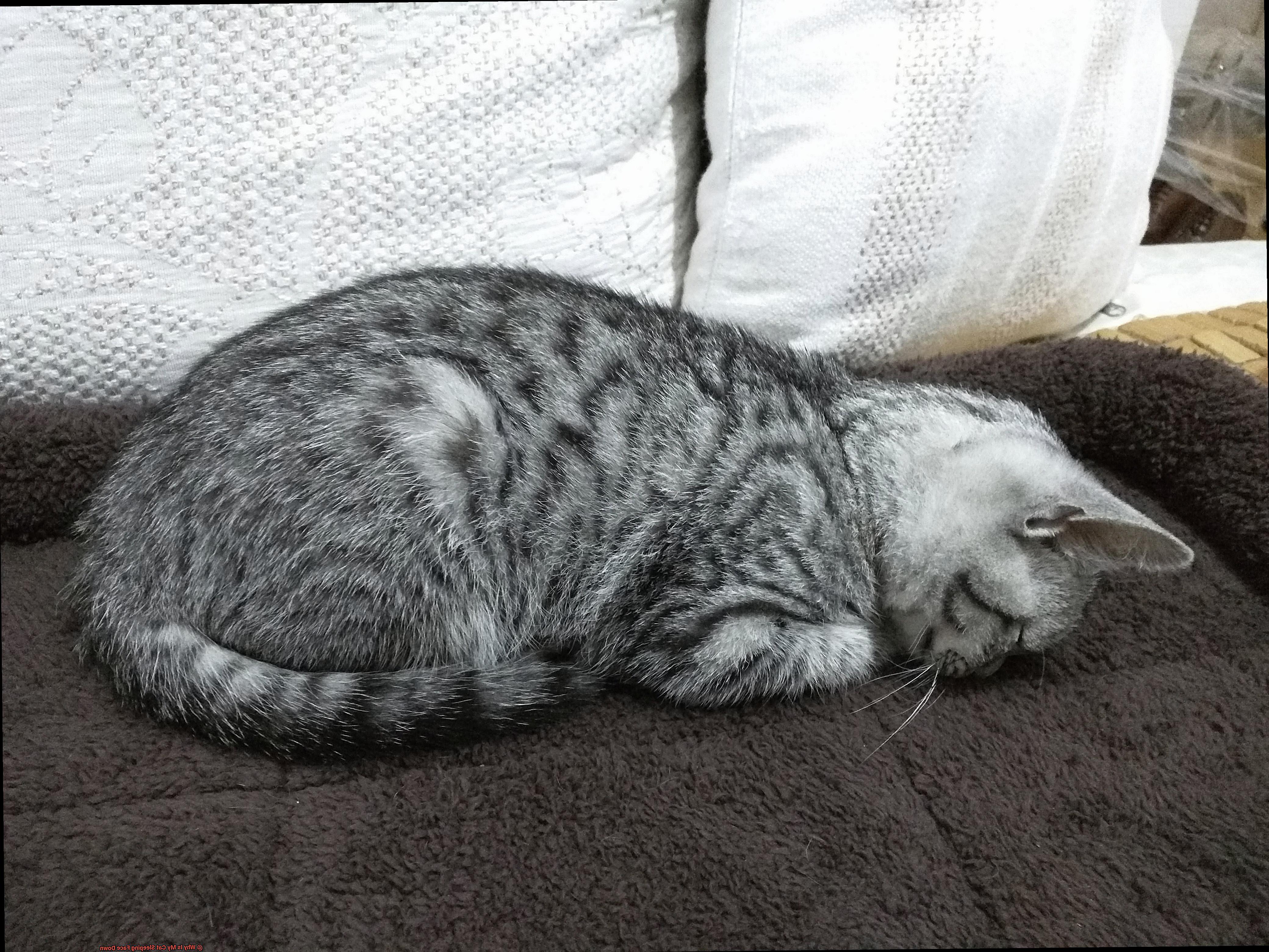 Why Is My Cat Sleeping Face Down?