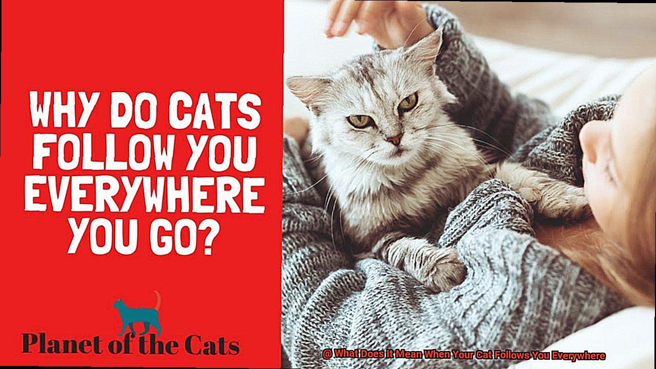 What Does It Mean When Your Cat Follows You Everywhere?