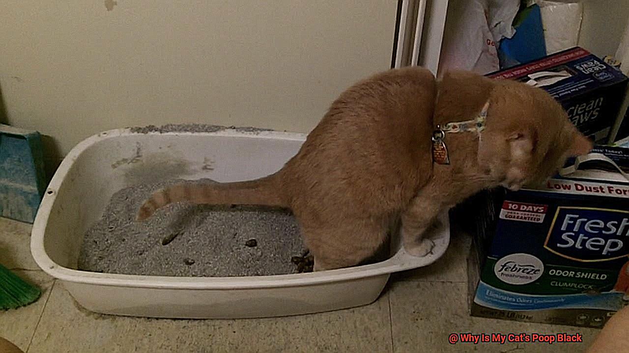 Why Is My Cat's Poop Black?