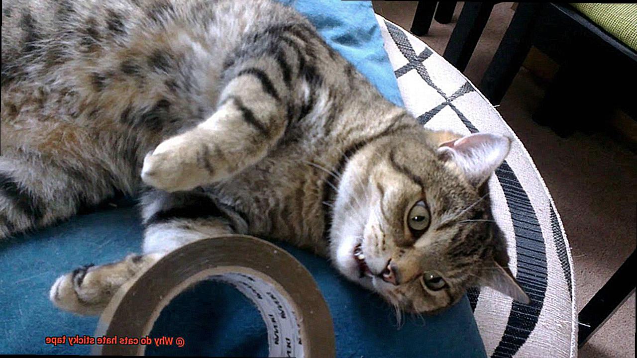 Why do cats hate sticky tape?