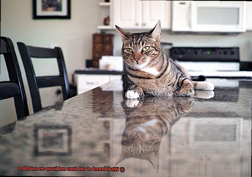 What breed of cat does not jump on counters?