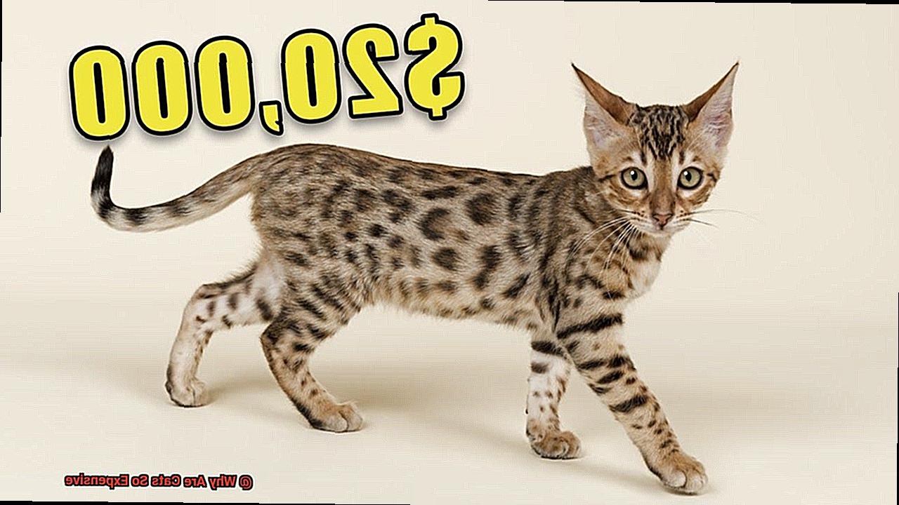 Why Are Cats So Expensive?