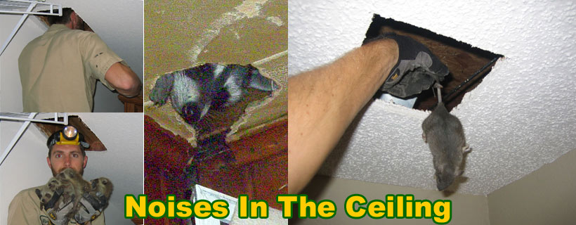 Noise In Ceiling At Night | Americanwarmoms.org