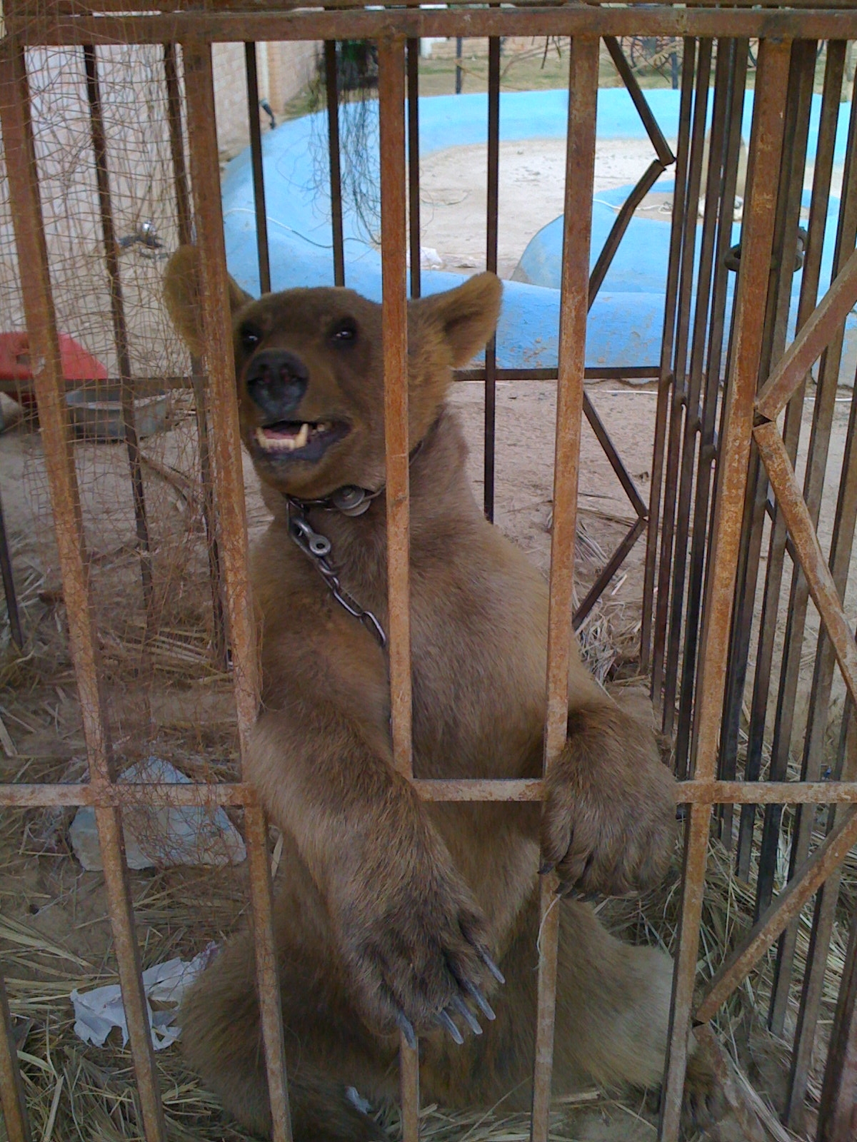 Bear for sale? 248AM