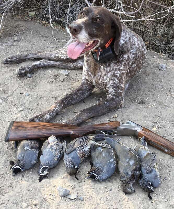 Quail gun 24hourcampfire