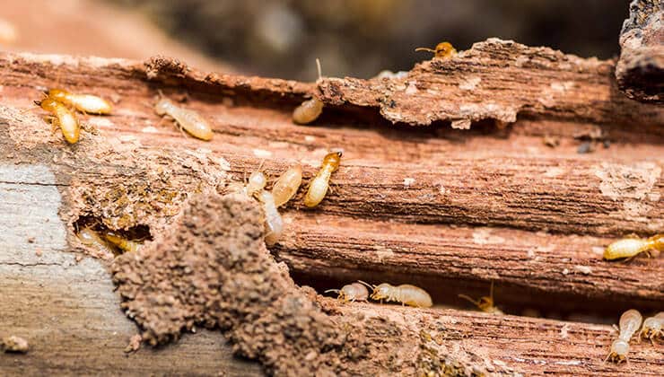 Affordable Termite Control & Removal Instantly 24H Pest Pros