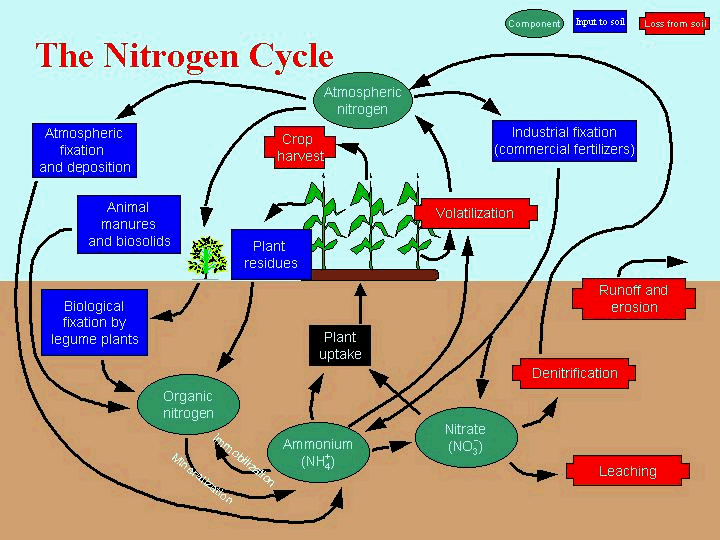 Nitrogen Fertilizer Definition