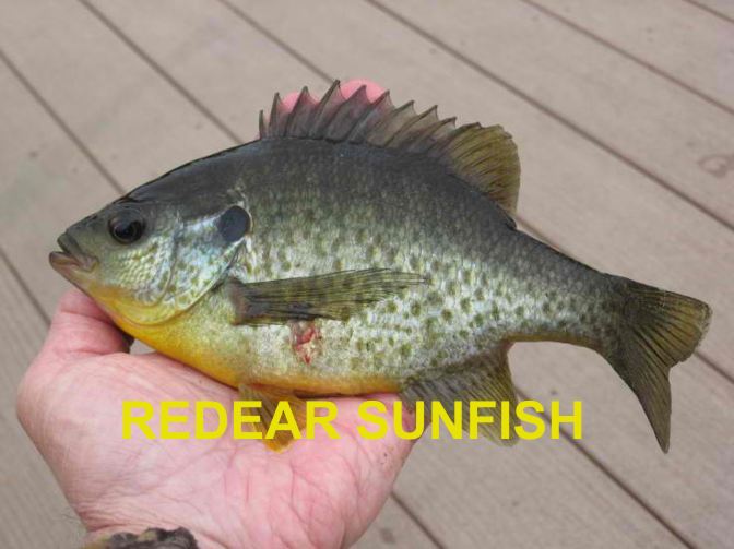The identification of panfish