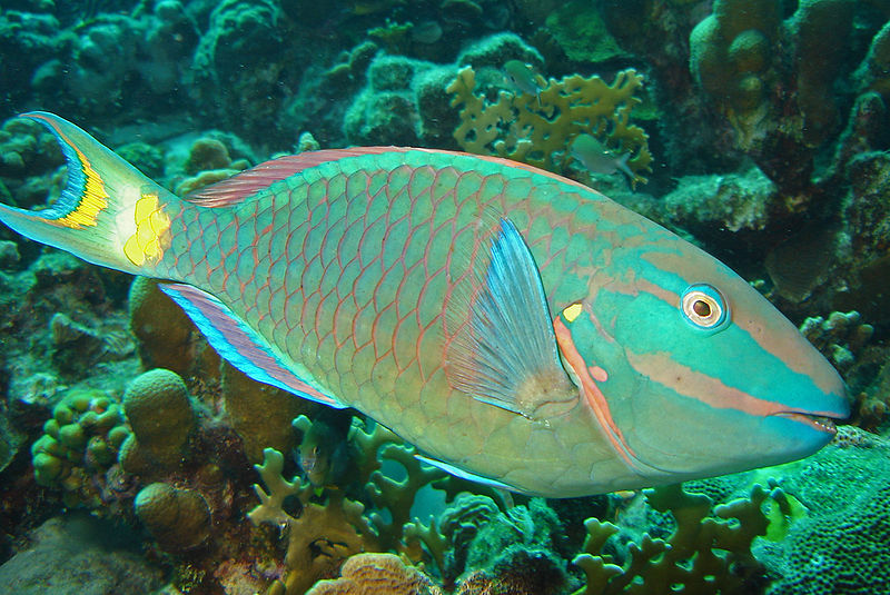 Limiting catch of one type of fish could help save coral
