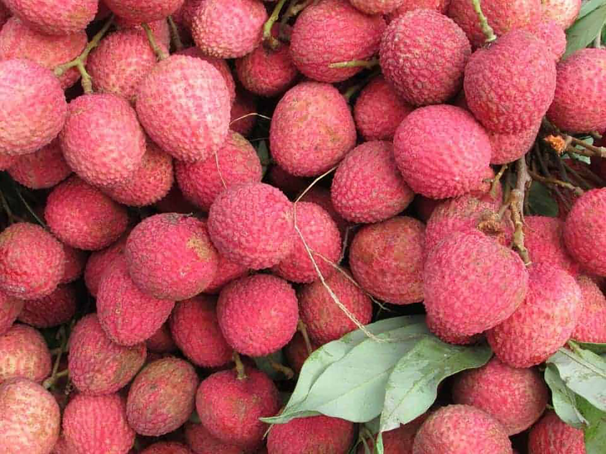 Pourquoi manger du litchi