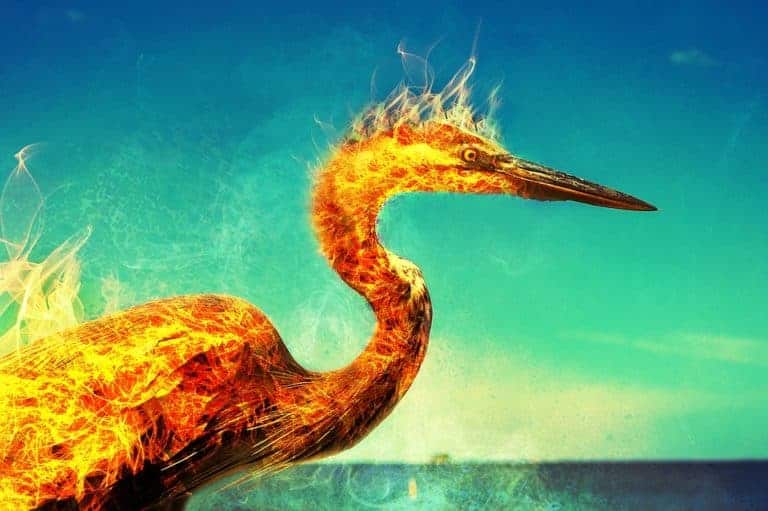 Le phénix, l’oiseau qui renait de ses cendres mythe ou...