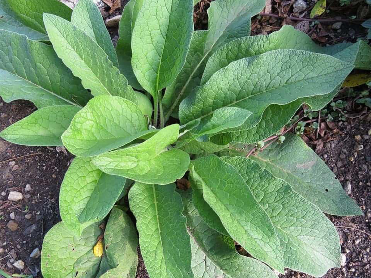 La consoude, plante fertilisante
