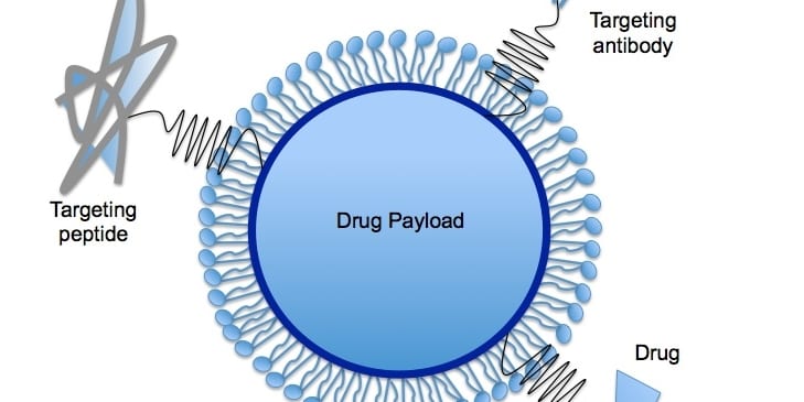 Nanoliposome allows for targeted drug delivery to treat pancreatic