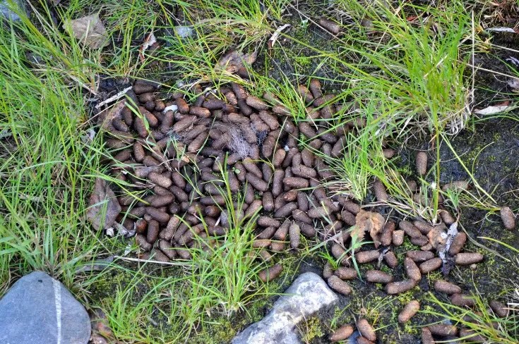 Moose Turds Identified as New Energy Source; Oil Companies Horrified