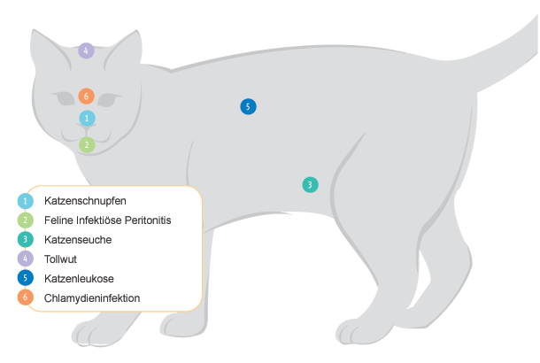 Informationen zur Katze Krankheiten und Impfungen Tierarztpraxis Dr