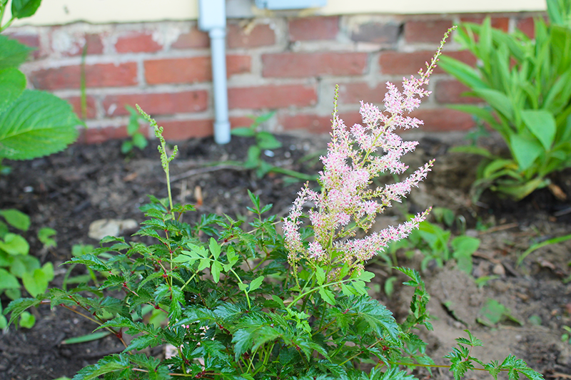Choosing Perennials for Your Flower Beds This Real Mom