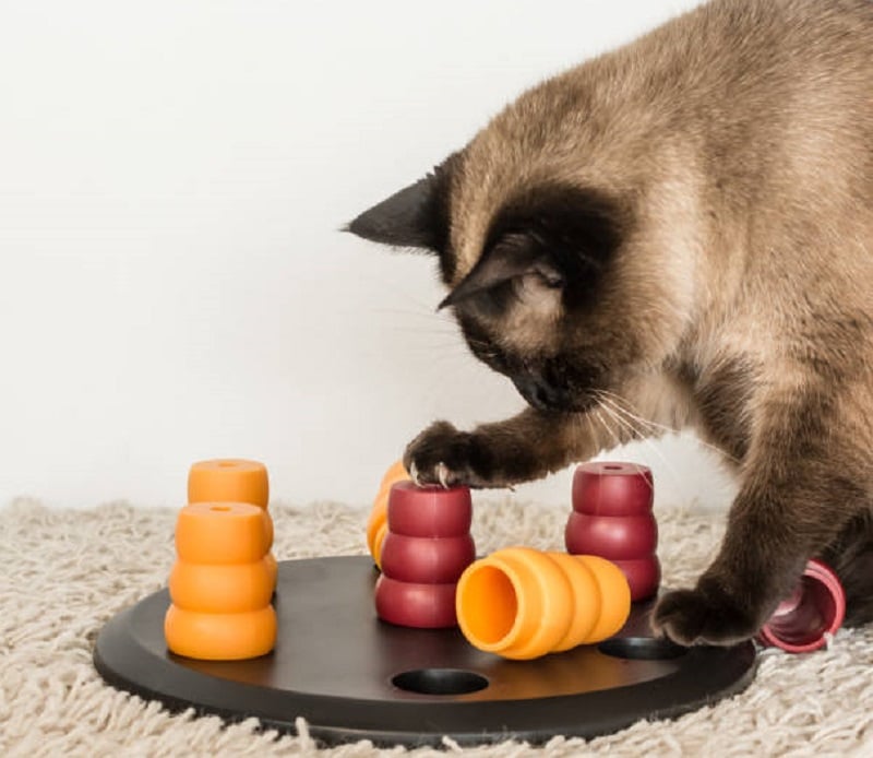 Siamese Cat Information 25 Fascinating Facts About Siamese Cats 33rd Square