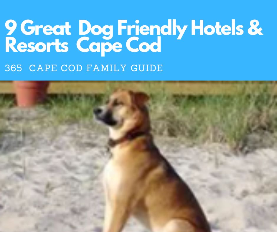 9 Great Dog Friendly Hotels & Resorts on Cape Cod 2024 Cape Cod Family Fun Guide
