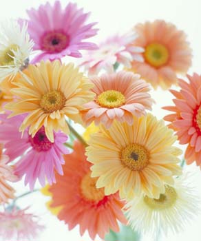 9月の誕生花一覧｜誕生日の花と誕生月の花・花言葉 | Lovegreen(ラブグリーン) ９月２７日の誕生花は「ガーベラ」：366日・誕生花の辞典：誕生日の花言葉の図鑑