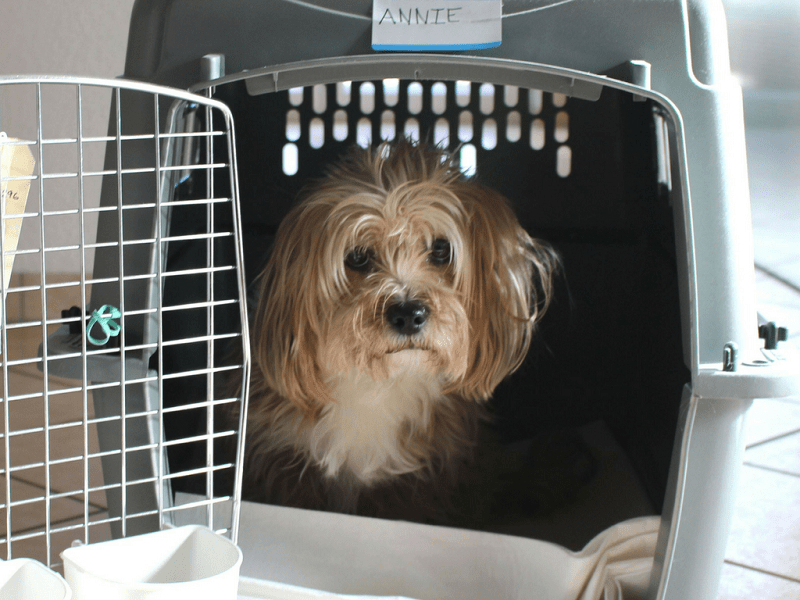 Benefits of Using a Pet Transport Company for Your International Move