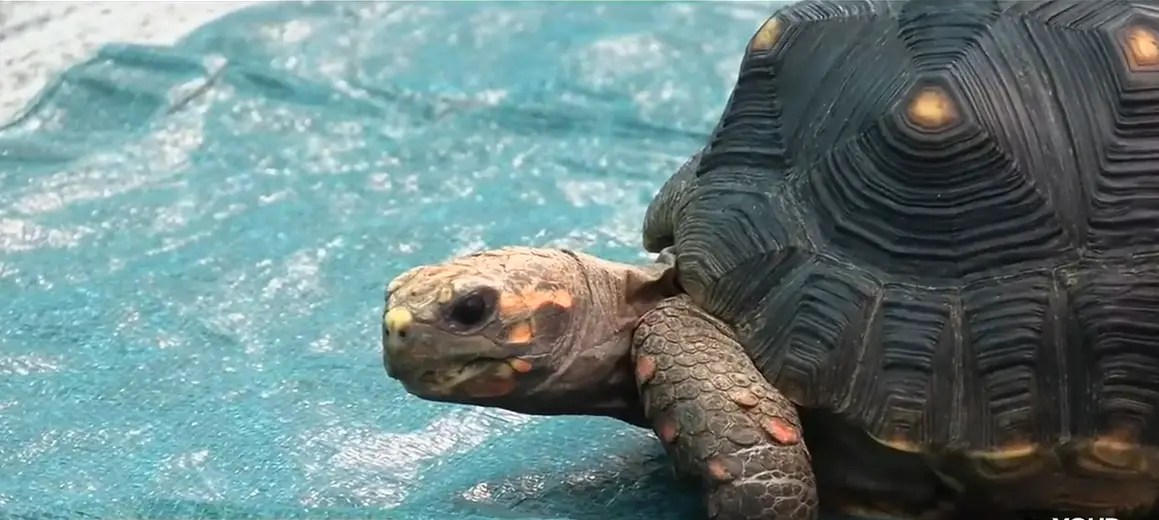 Fünftklässler helfen Schildkröte mit Rollstuhl aus dem 3D