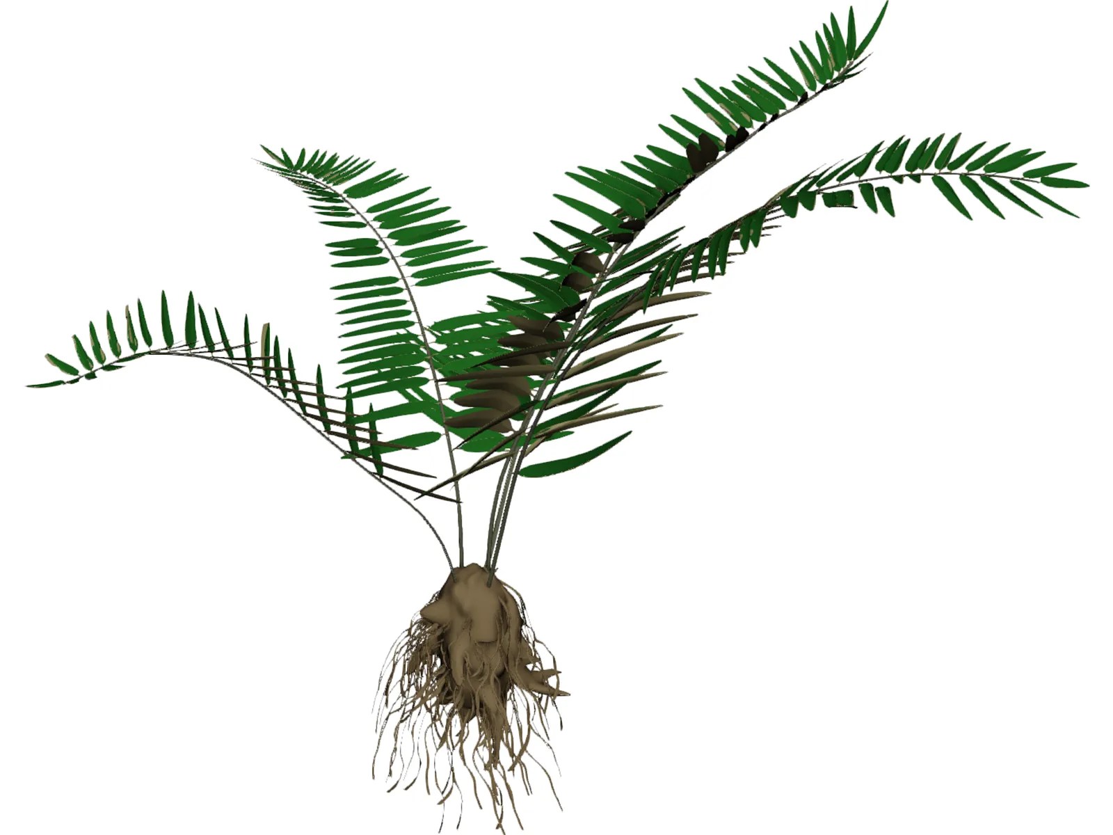 Sword Fern 3D Model 3D CAD Browser