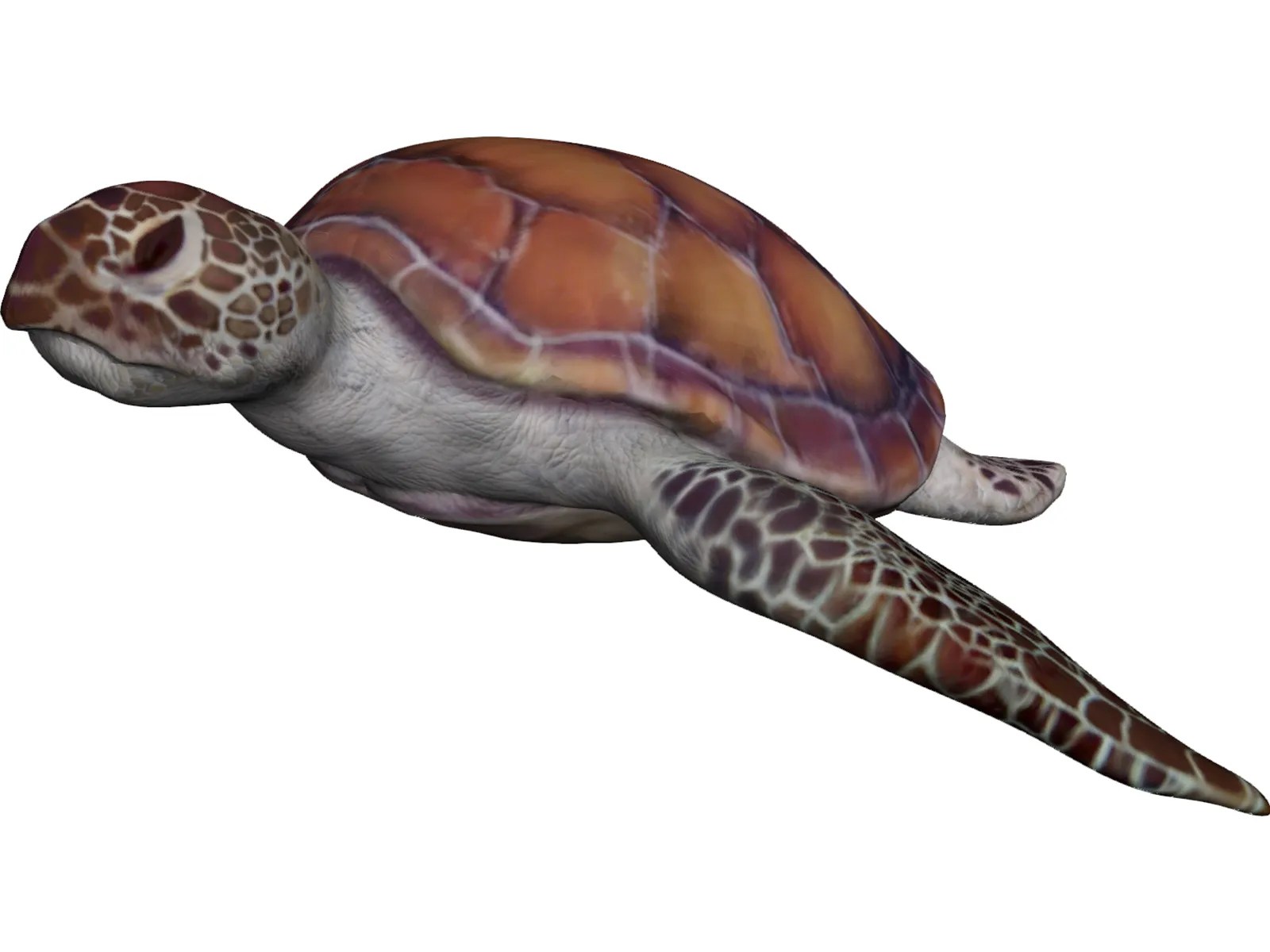 Turtle 3D Model 3D CAD Browser