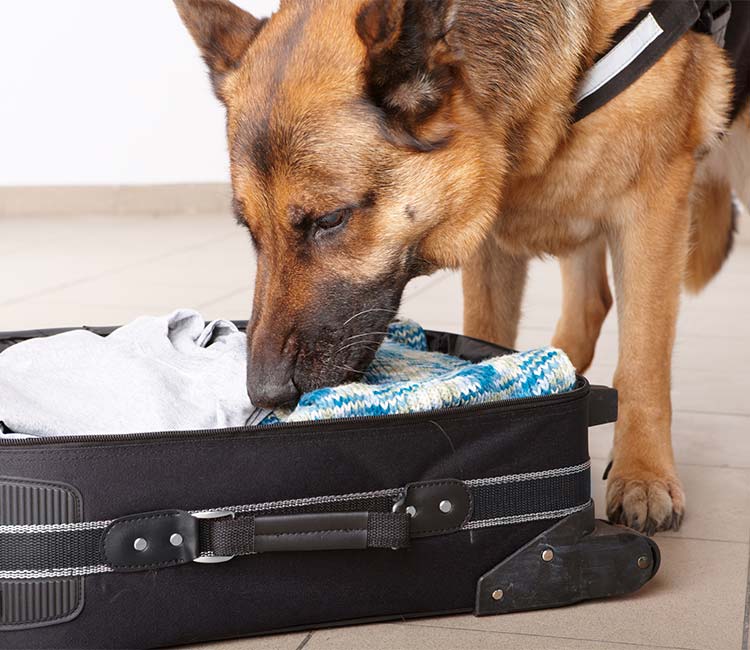 Professional Drug Sniffing & Detecting Dogs for Hire