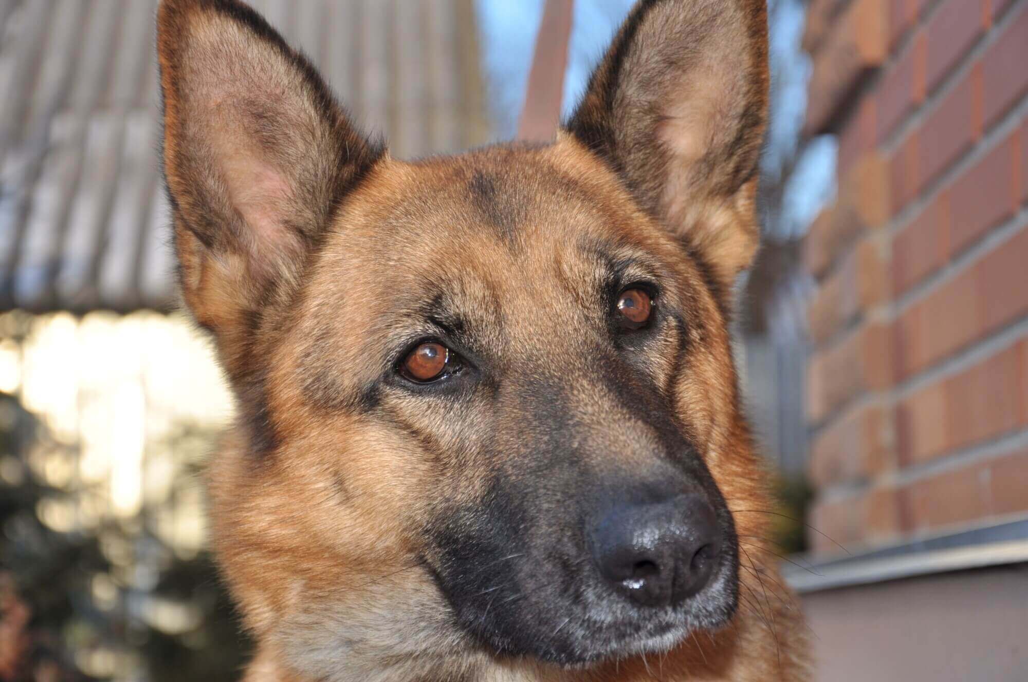 Can Police Dogs Smell Acid