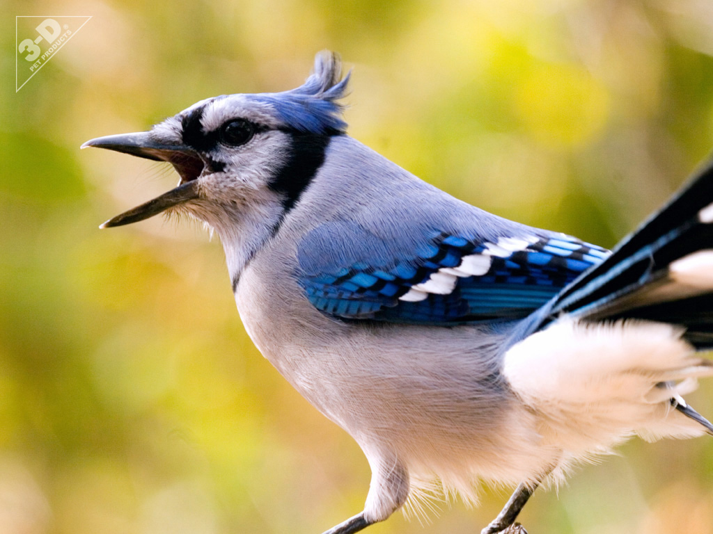 Blue Jay 3D® Pet Products3D® Pet Products