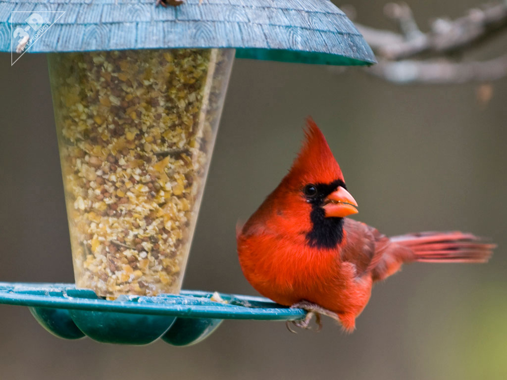 Cardinal 3D® Pet Products3D® Pet Products