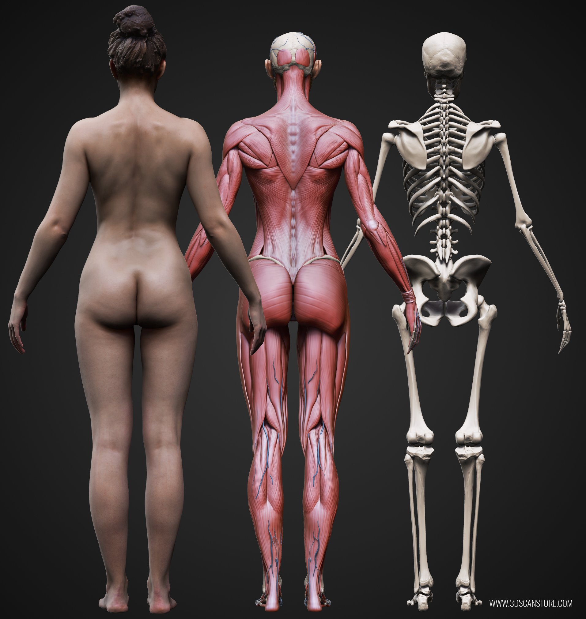 Male And Female Ecorche Update