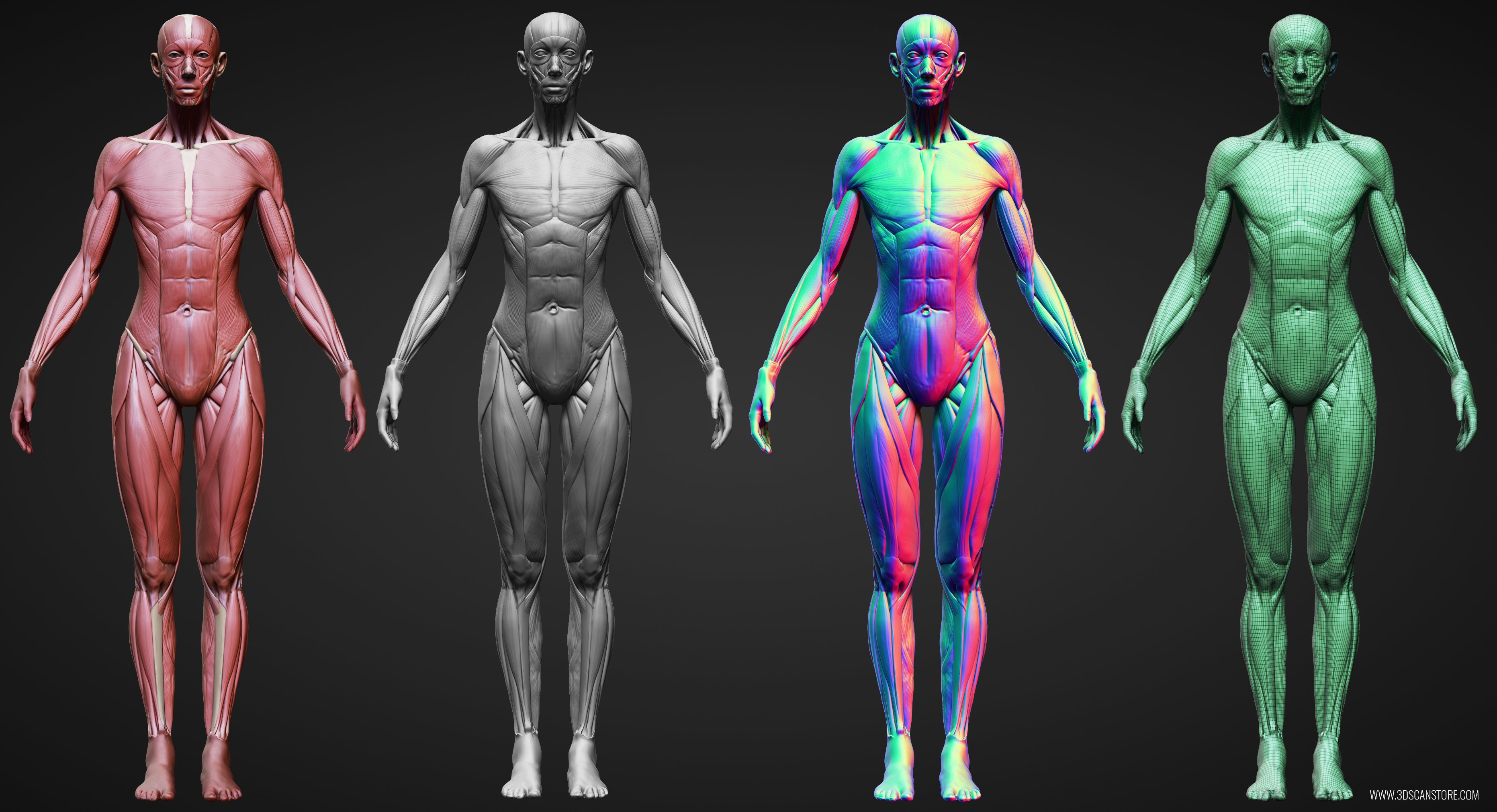Male And Female Ecorche Update