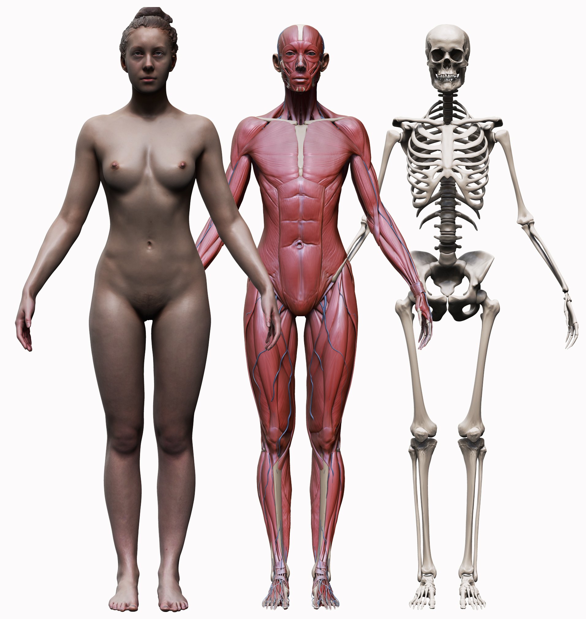 Male And Female Ecorche 3d Model Set