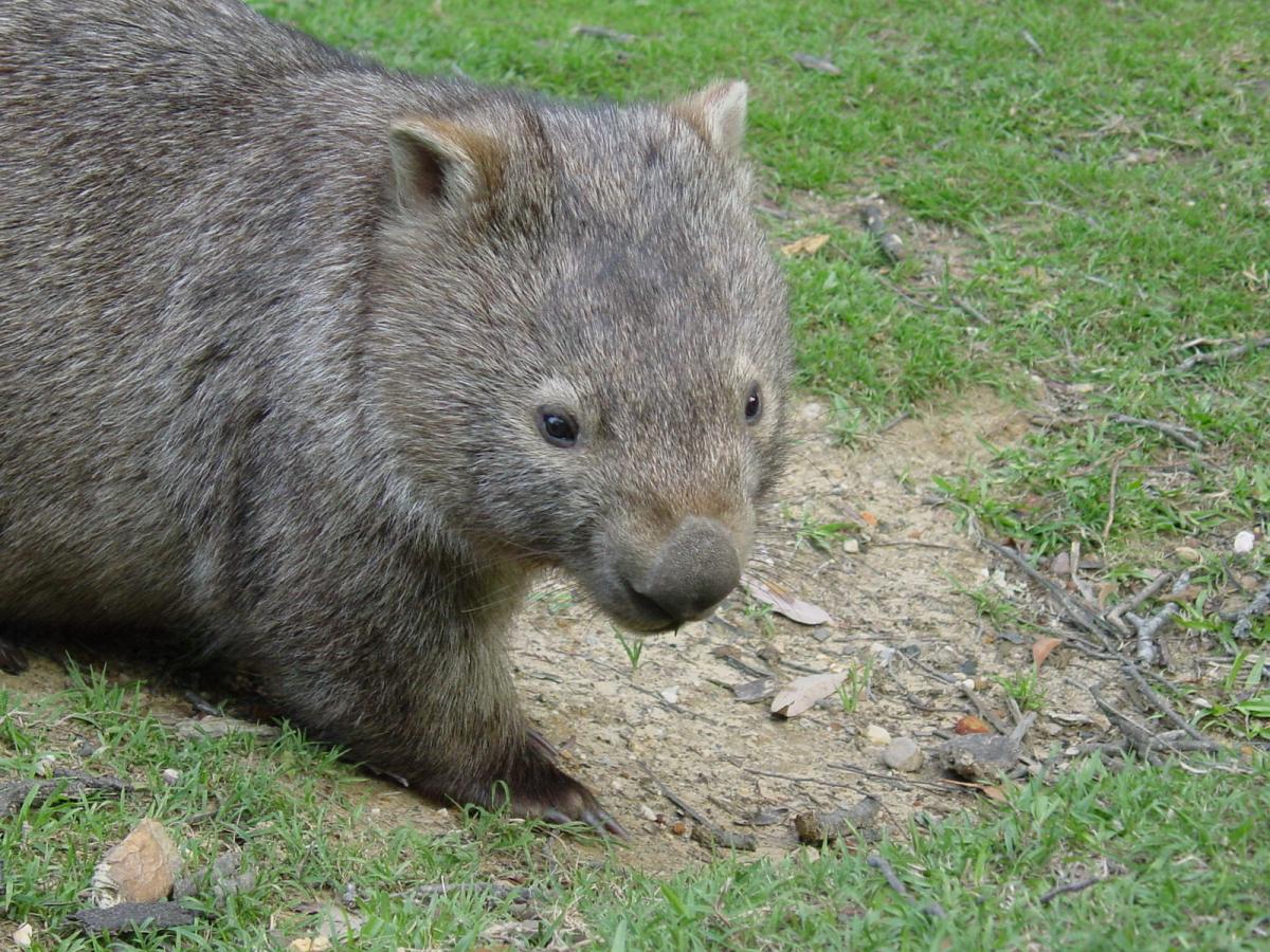 Happy Wombat Day What is a Wombat? 3D Wombat