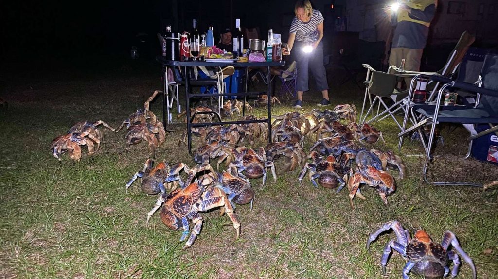 Dozens of giant coconut crabs crash family's quiet picnic to steal their food
