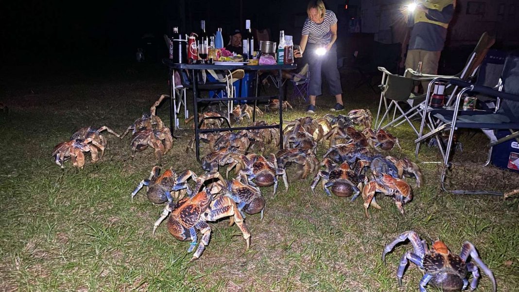 Dozens of giant coconut crabs crash family's quiet picnic to steal