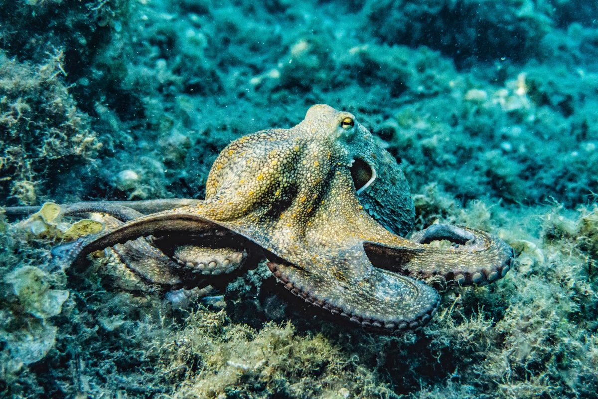 Octopus makes impossible escape from New Zealand aquarium