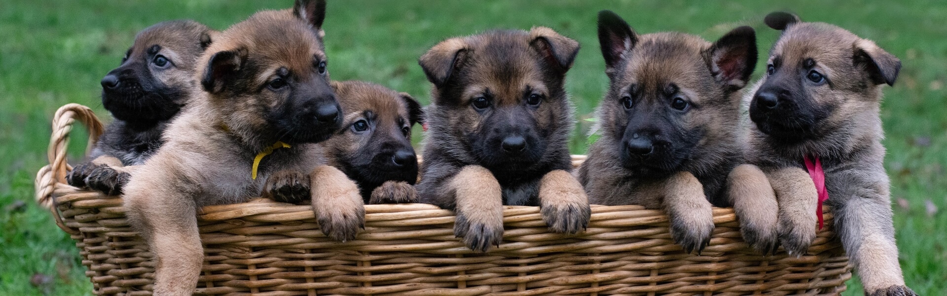 Dog Breeder site Software 3plains