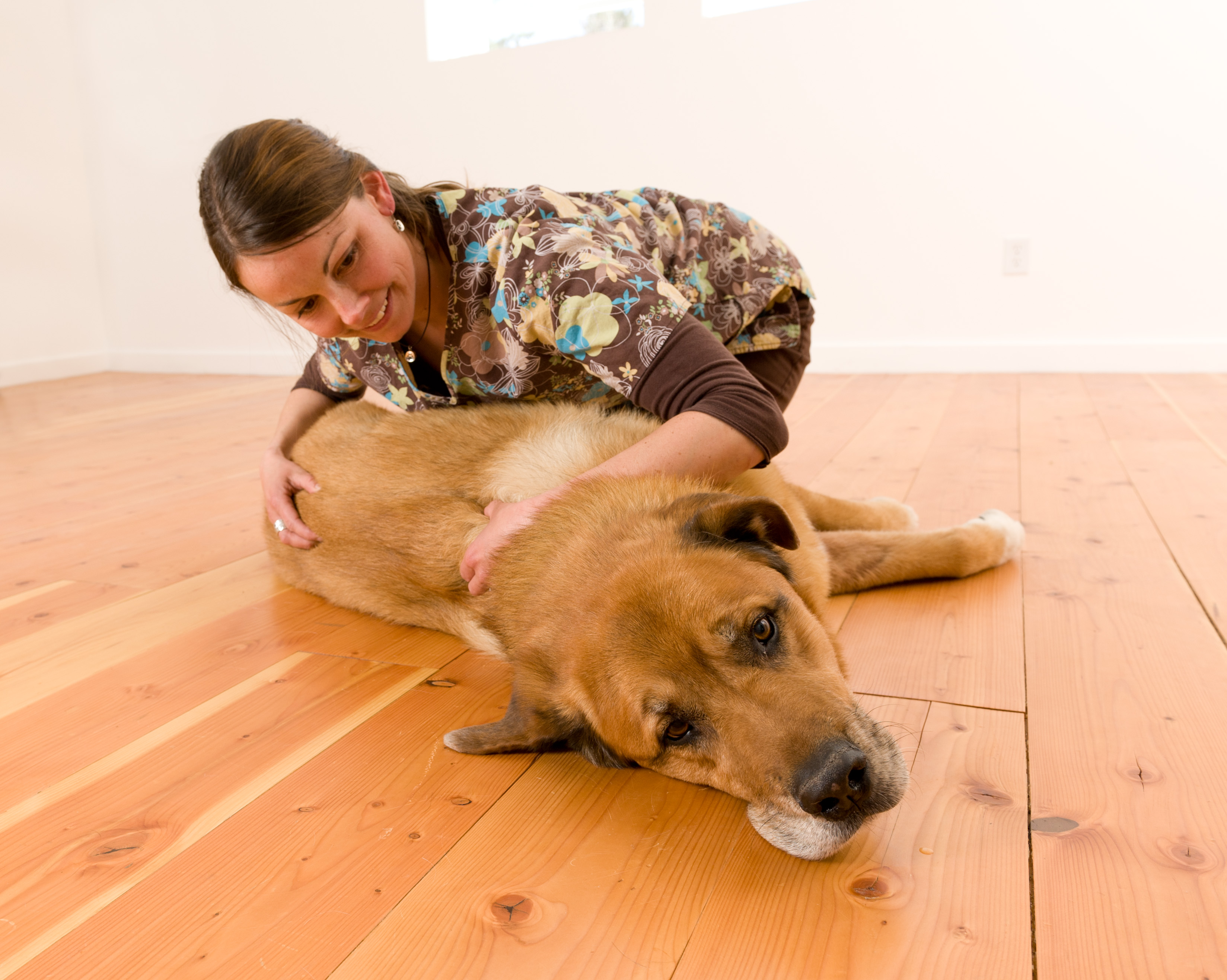 Black Dog Rehab Canine Rehabilitation Therapy Livingston, Montana