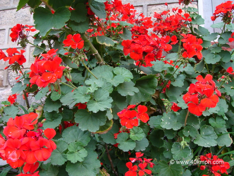 geranium to kill a mockingbird