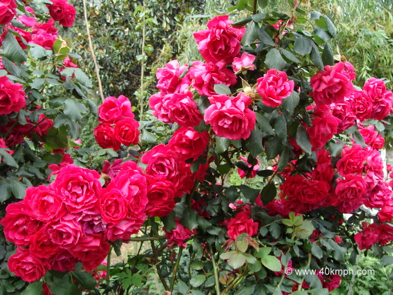 Red Roses Plants
