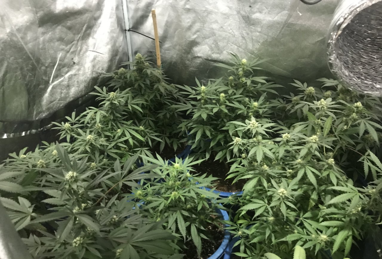 Mixing soil with coco 420 Magazine