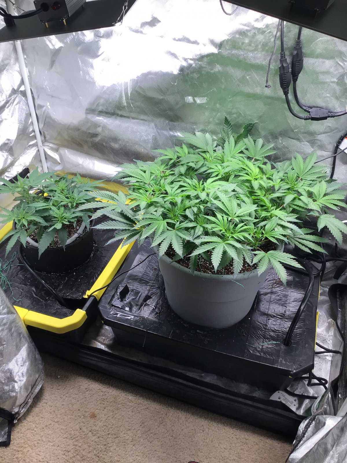 Coco ebb flow? 420 Magazine