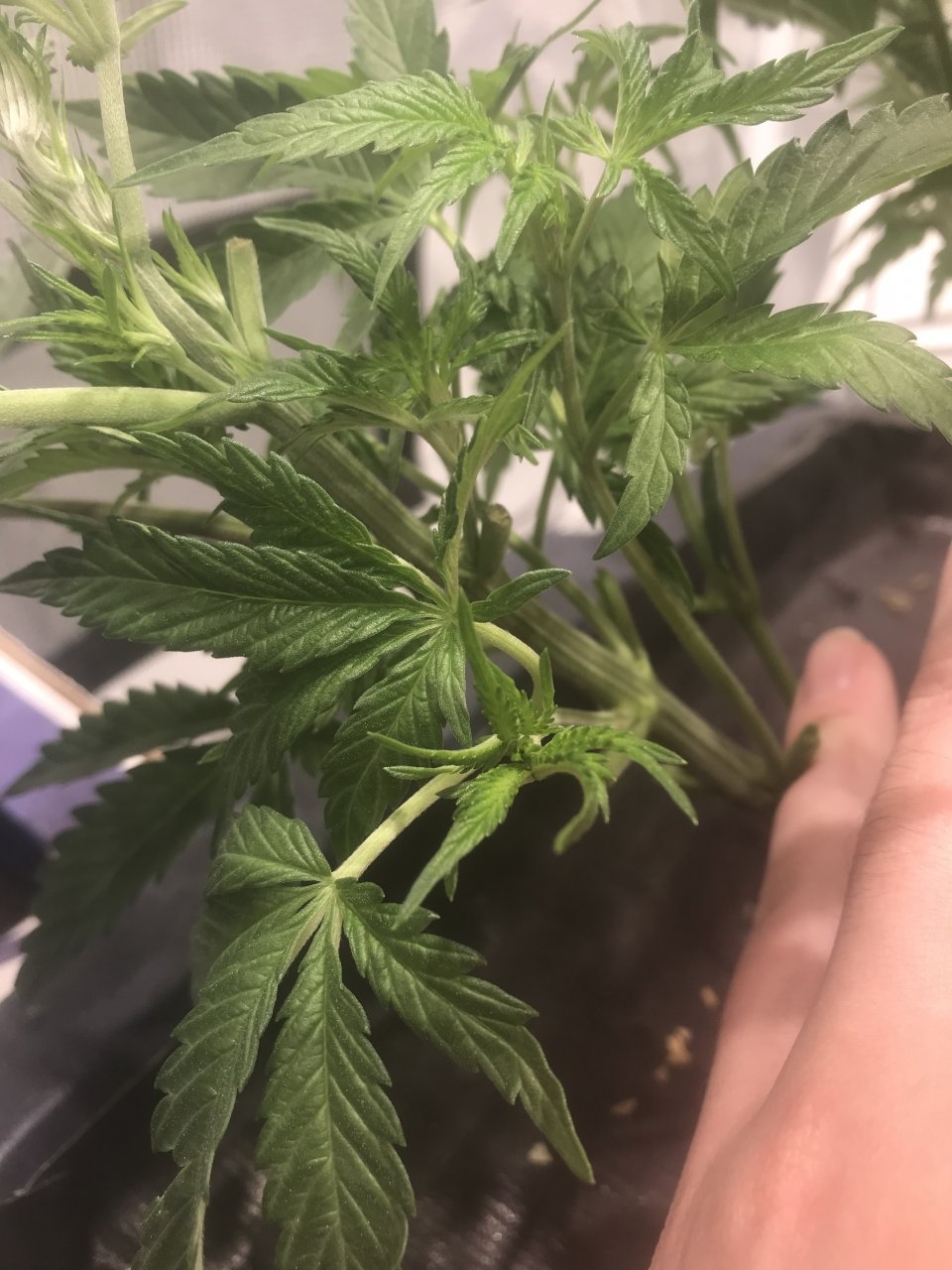 Defoliation 1 week into flower 420 Magazine
