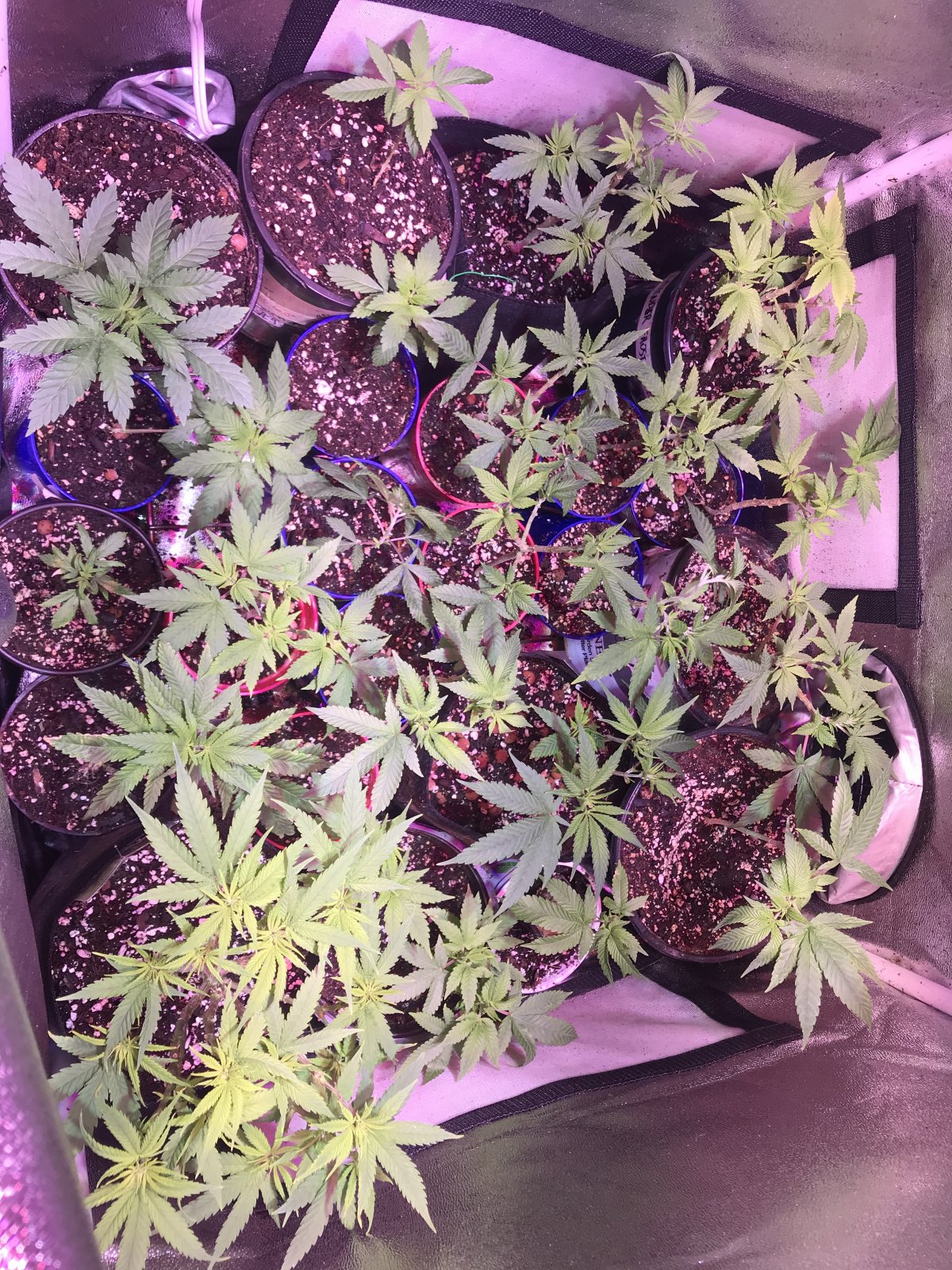 Coco ebb flow? 420 Magazine