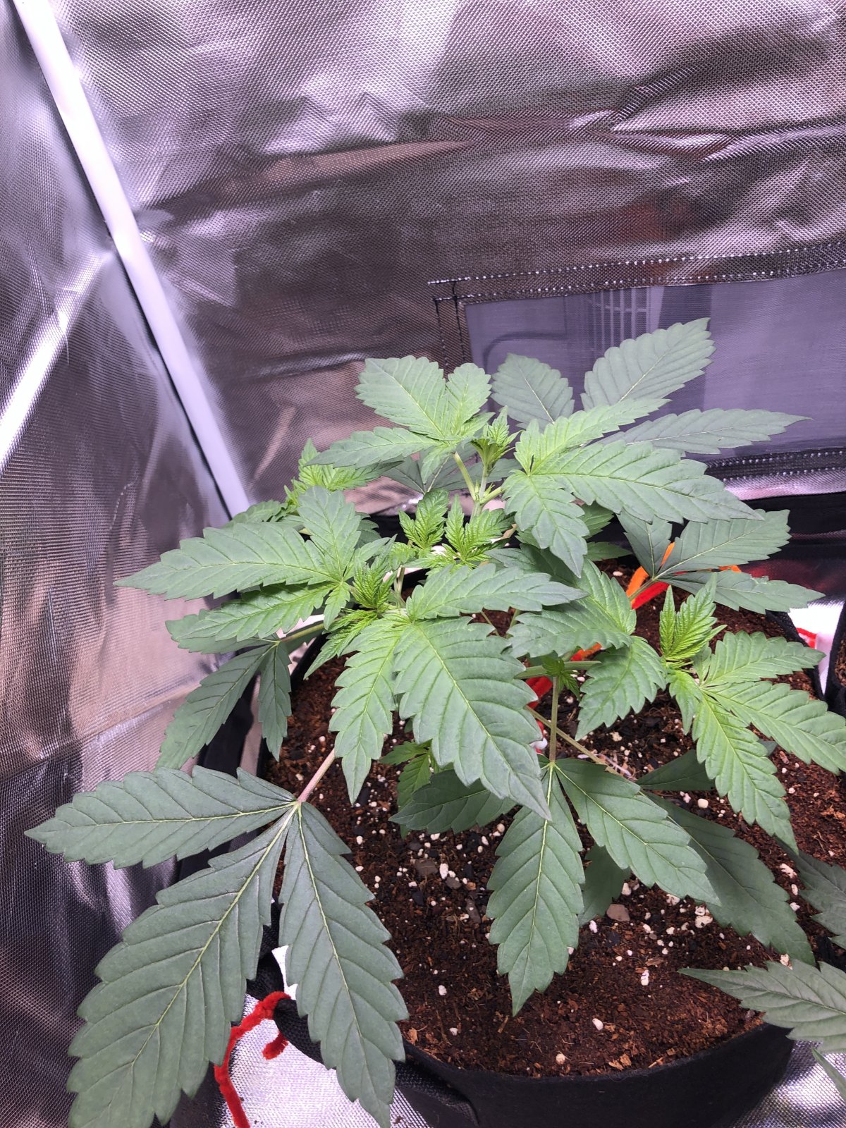 When should I begin feeding my auto flower bloom nutrients? 420 Magazine