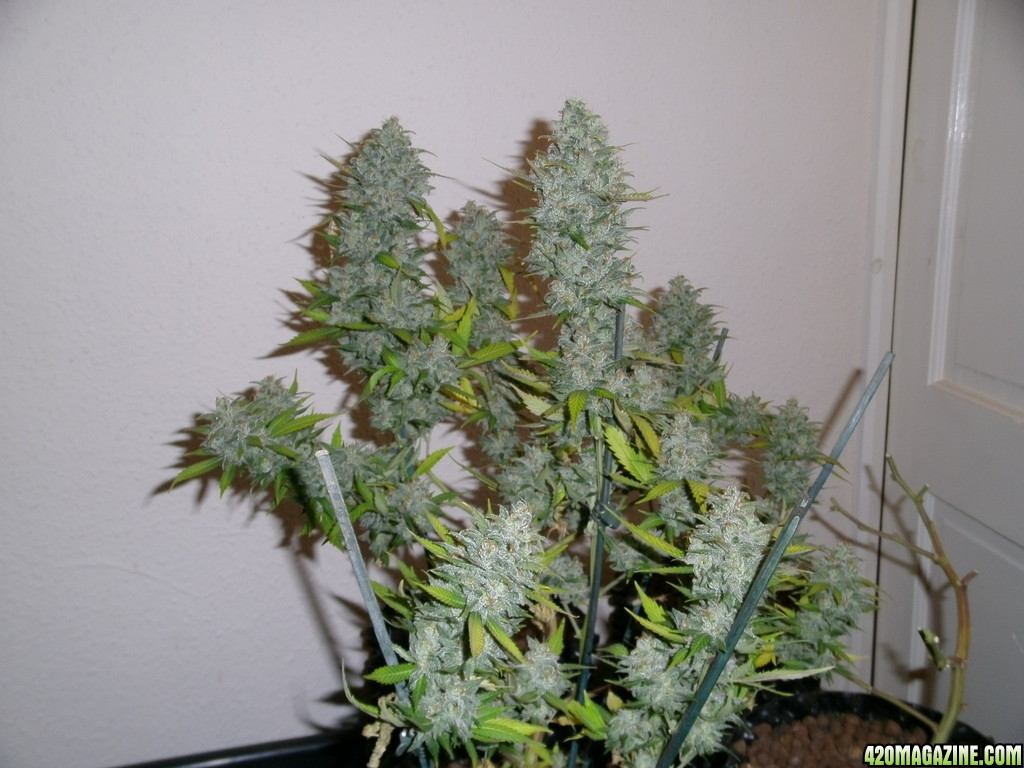 buds too heavy? 420 Magazine