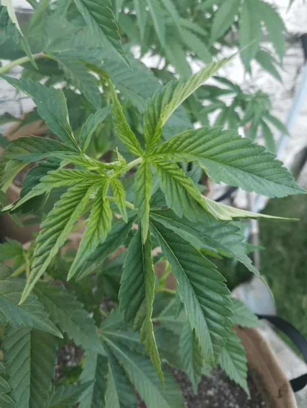 Twisting leaves please help 420 Magazine