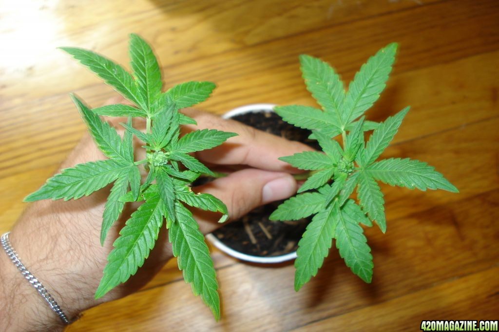 Male Cannabis plant, How long till Pollen??